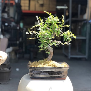 Chinese Elm Tree in Glazed Pot w/ Free Shipping