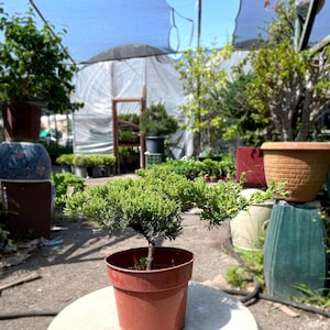 May include: A small green juniper bonsai tree in a brown pot, sitting on a white ceramic pedestal. The bonsai is in a greenhouse setting with other plants and a white plastic cover in the background.