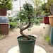 see more listings in the Bonsai section
