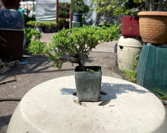 Small Juniper Tree in Plastic Grower Pot