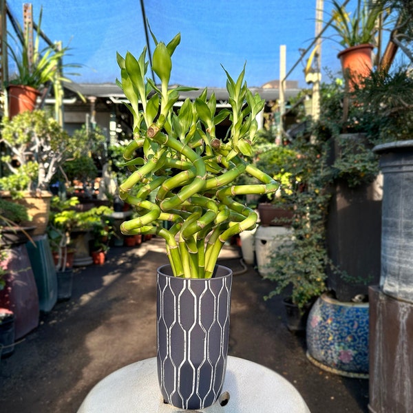 Curly Bamboo in Tall Contemporary Pot