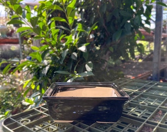 6" Glazed Ceramic Rectangular Bonsai Pot
