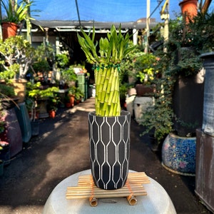 May include: A potted lucky bamboo plant with green stalks arranged in a spiral shape. The plant is in a black and white geometric patterned pot with a wooden coaster.