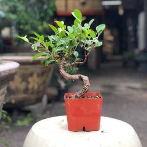 15cm Ficus Tree in Plastic Grower Pot