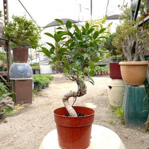 25cm Ficus Tree in Plastic Grower Pot