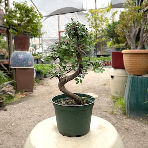 25cm Chinese Elm Tree in Plastic Grower Pot