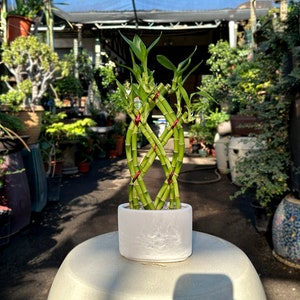 May include: A green lucky bamboo plant with red ribbon accents is arranged in a spiral shape and planted in a white ceramic pot. The plant is sitting on a light green surface.