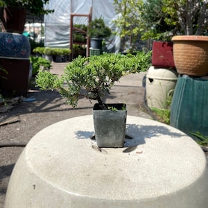 Small Juniper Tree in Plastic Grower Pot