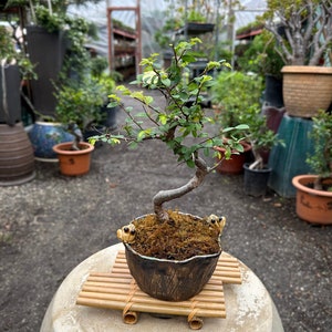 Bonsai Stand Etsy