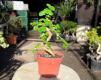 15cm Fukien Tea Tree in Plastic Grower Pot