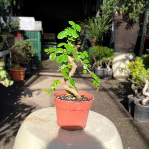 15cm Fukien Tea Tree in Plastic Grower Pot