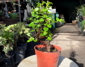 15cm Sweet Plum Tree (Sageretia) in Plastic Grower Pot