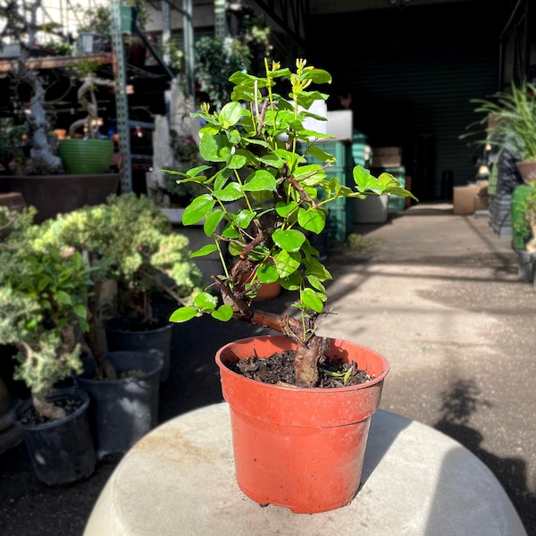 15cm Sweet Plum Tree (Sageretia) in Plastic Grower Pot