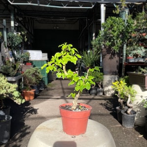 15cm Ligustrum Tree in Plastic Grower Pot