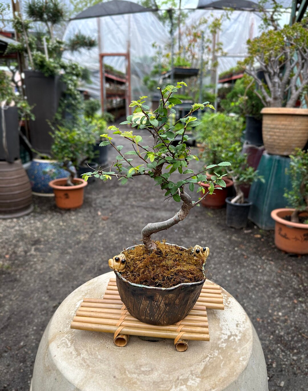 町直 雲文様小鉢 盆栽 コレクション 希少 町直 雲文様小鉢 盆栽 コレクション 希少 美術品・アンティーク