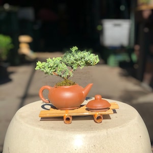 May include: A small bonsai tree in a terracotta teapot on a wooden stand. The teapot has a lid and the stand has four legs.