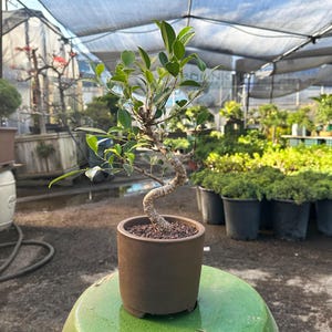 May include: A small bonsai tree in a brown ceramic pot. The tree has green leaves and a twisted trunk. The pot sits on a green ceramic stool. The background shows other plants and a greenhouse structure.