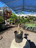 30cm Ficus Tree in Plastic Grower Pot