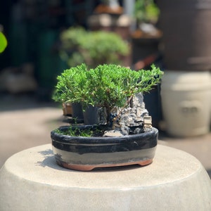 Small Juniper Bonsai Landscape in Glazed Pot w/ Free Shipping image 7