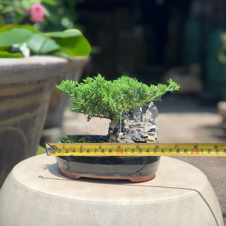 Small Juniper Bonsai Landscape in Glazed Pot w/ Free Shipping image 8