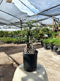 30cm Chinese Elm Tree (Exposed Root) in Plastic Grower Pot