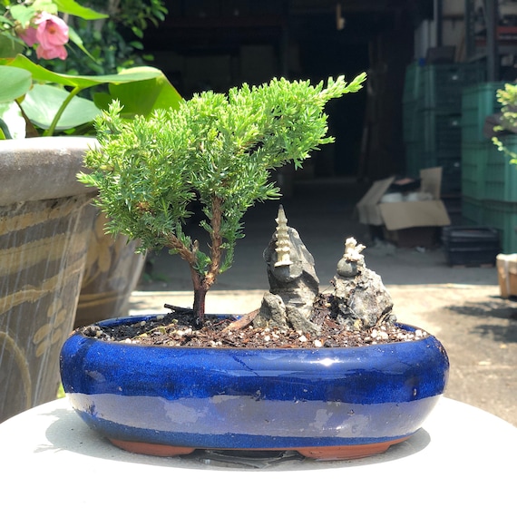 Juniper Bonsai Rockscape in Glazed Pot W/ Free Shipping - Etsy