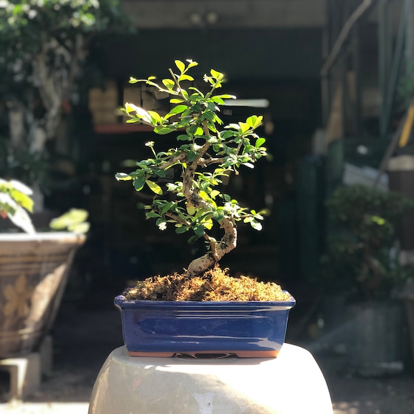 Fukien Tea Tree (Carmona) in Glazed Pot w/ Free Shipping