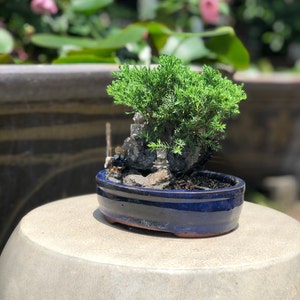 Small Juniper Bonsai Landscape in Glazed Pot w/ Free Shipping image 2