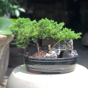 Medium Juniper Bonsai Landscape in Glazed Pot w/ Free Shipping