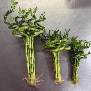 Spiral Lucky Bamboo Plant - Etsy