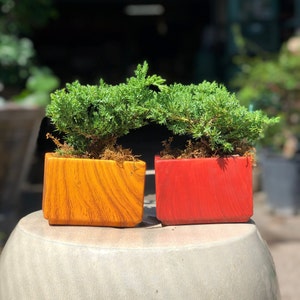 Young Juniper Bonsai in Woodgrain Pot w/ Free Shipping