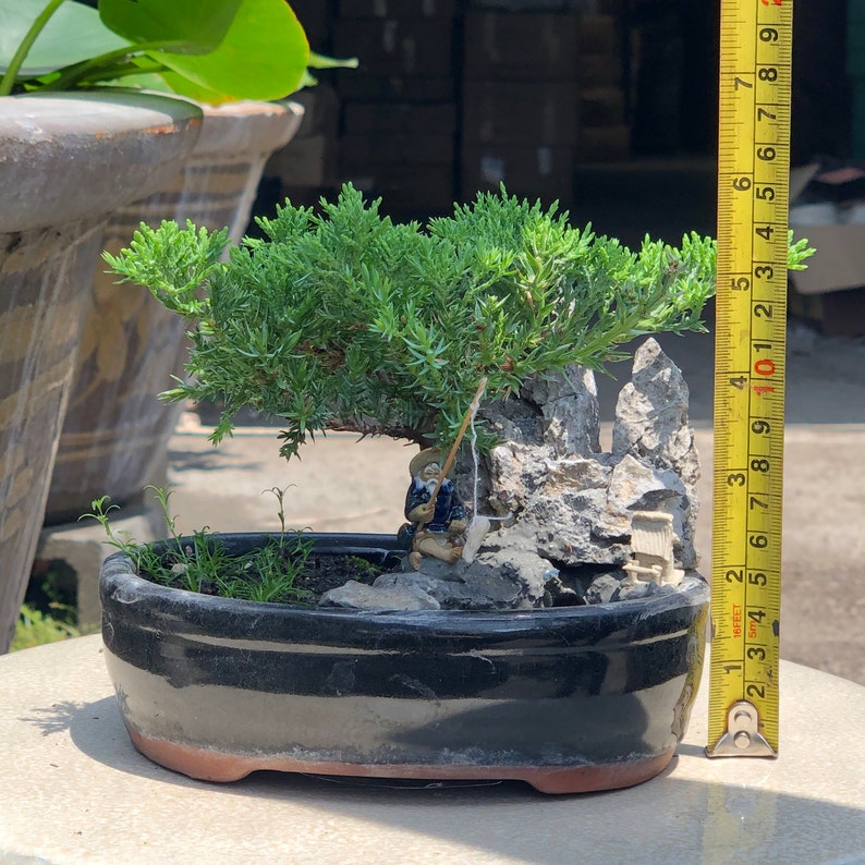 Small Juniper Bonsai Landscape in Glazed Pot w/ Free Shipping image 9