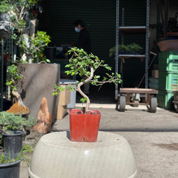 Orme de Chine de 15 cm dans un pot de culture en plastique