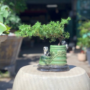 Panda Bonsai - Etsy