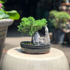 Small Juniper Bonsai Landscape in Glazed Pot w/ Free Shipping image 5