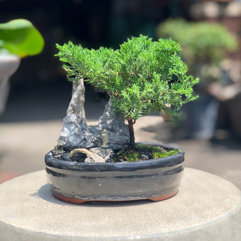 Small Juniper Bonsai Landscape in Glazed Pot w/ Free Shipping Scholar