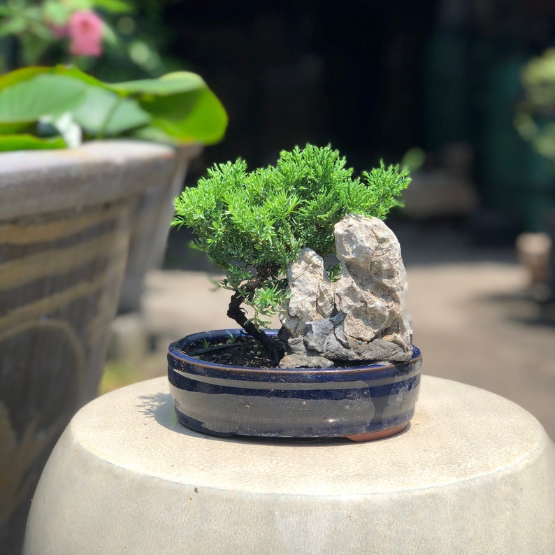Small Juniper Bonsai Landscape in Glazed Pot w/ Free Shipping image 3