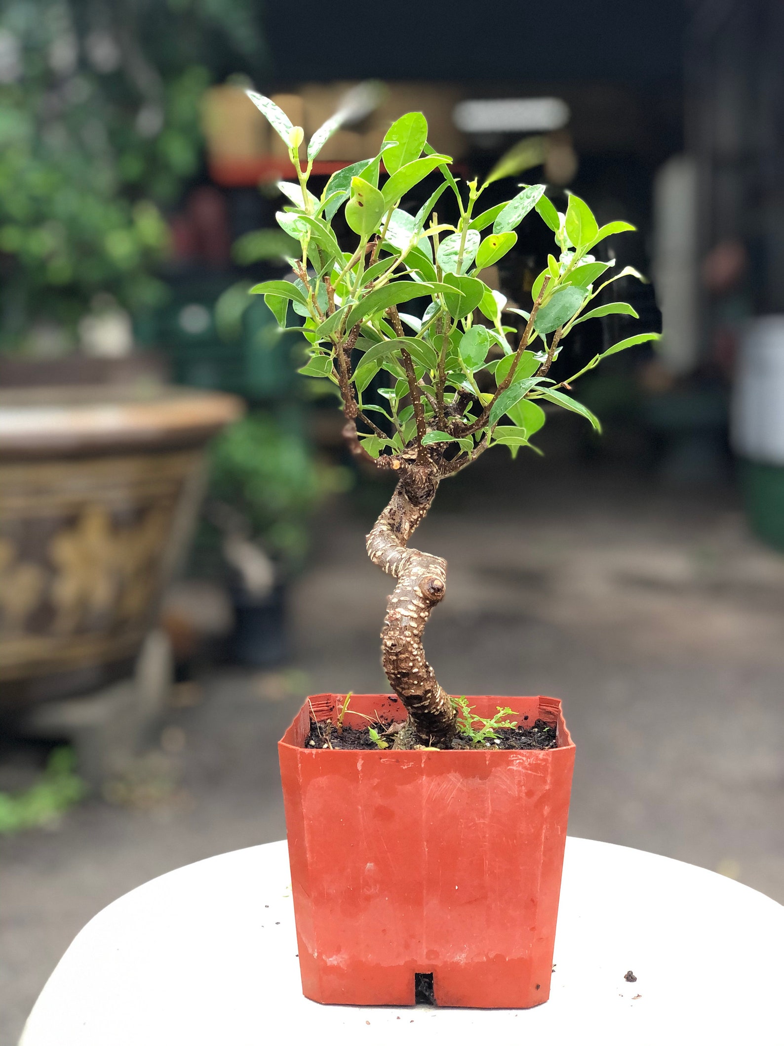 15cm Ficus Tree in Plastic Grower Pot Etsy