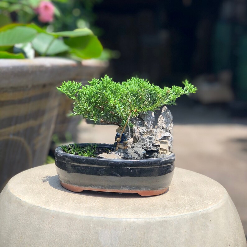 Small Juniper Bonsai Landscape in Glazed Pot w/ Free Shipping image 6