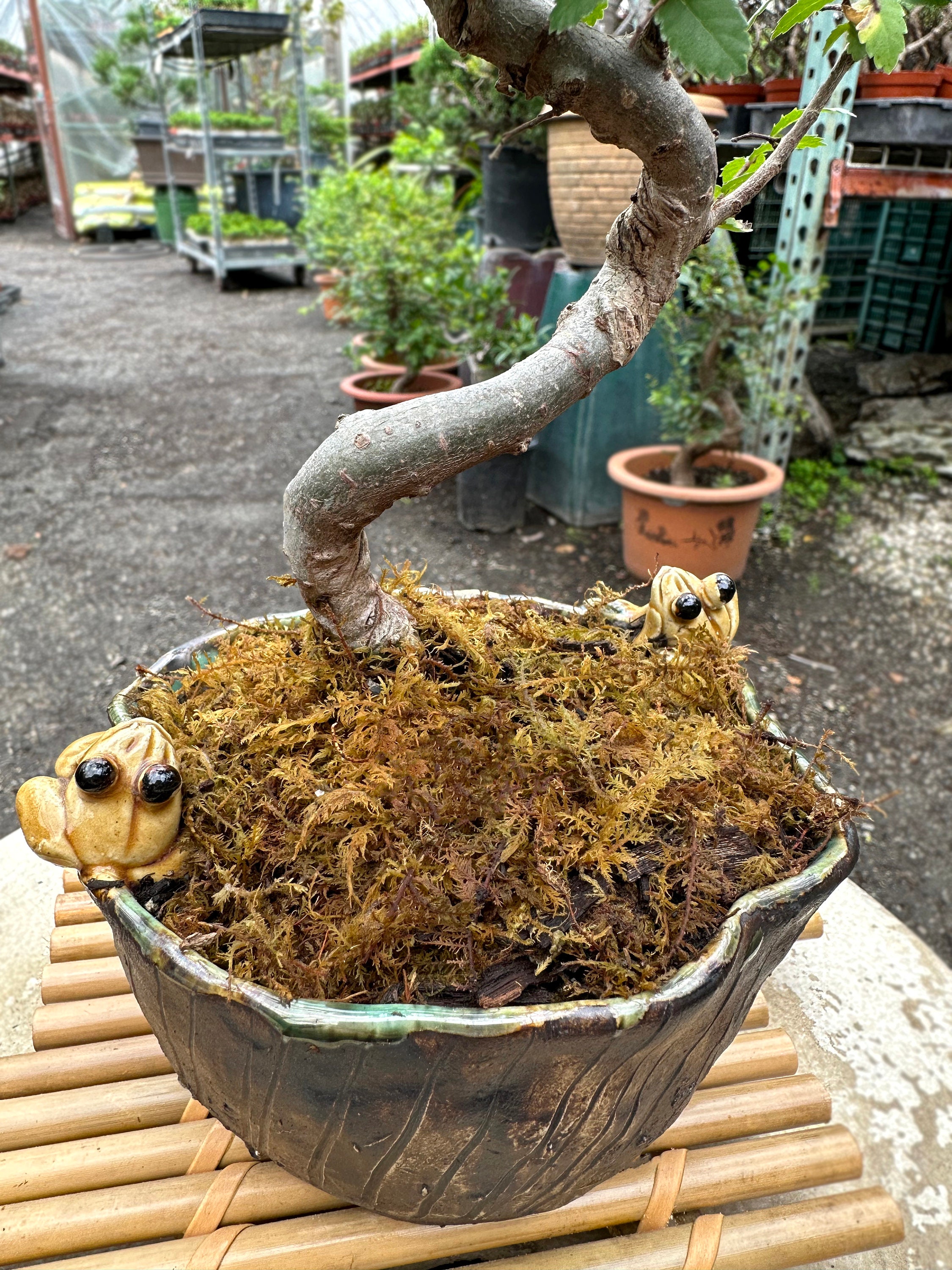 町直 雲文様小鉢 盆栽 コレクション 希少 町直 雲文様小鉢 盆栽 コレクション 希少 美術品・アンティーク