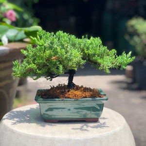 Small Juniper Bonsai in Glazed Pot w/ Free Shipping