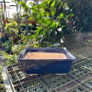 May include: A dark blue rectangular ceramic bonsai pot with a light brown interior. The pot is sitting on a green plastic surface.