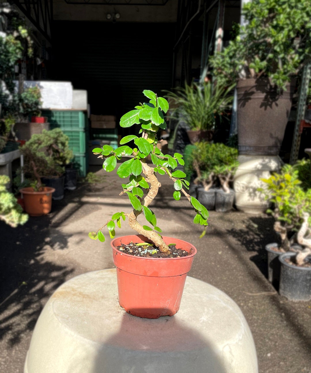 15cm Fukien Tea Tree in Plastic Grower Pot