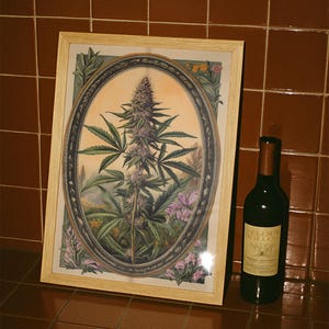 May include: A framed botanical print featuring a cannabis plant with purple buds and green leaves, set against a soft orange background. The print is in an oval frame. A bottle of red wine with a gold label is next to the frame.