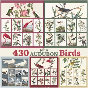 May include: A collection of vintage bird illustrations, featuring various species in their natural habitats. The artwork is arranged in a grid, with the text "430 John Audubon Birds" displayed prominently. The illustrations showcase a variety of birds and flowers.