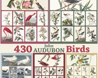 Audubon-vogelafdrukken: afdrukbare vintage ornithologiekunst, natuurmuurdecor, 430 digitale downloadillustraties