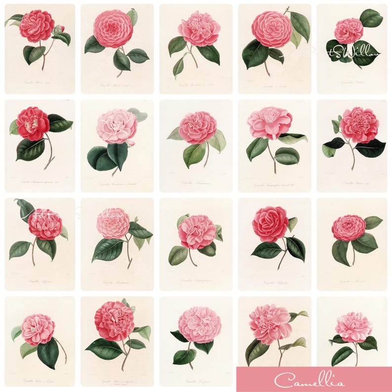 1300+ vintage botanical prints featuring antique floral illustrations, plant studies, and herbarium-style artwork. High-resolution digital download perfect for printable wall art, gallery wall sets, kitchen and home decor, or creative projects.
Includes flowers, leaves, herbs, and vintage plant charts from 18th-20th century sources.1300 Vintage Botanical Art Prints, MEGA BUNDLE Kitchen Wall Decor Gallery Set, Printable Antique Flower Wall Art, Floral Instant Download, North Prints, Kitchen Shelf