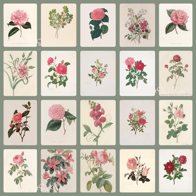 1300 Vintage Botanical Art Prints, MEGA BUNDLE Kitchen Wall Decor Gallery Set, Printable Antique Flower Wall Art, Floral Instant Download, North Prints, Kitchen Shelf Decor, North Prints Shop, French Country Decor, Farmhouse Prints