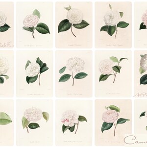 1300 Vintage Botanical Art Prints, MEGA BUNDLE Kitchen Wall Decor Gallery Set, Printable Antique Flower Wall Art, Floral Instant Download, North Prints, Kitchen Shelf Decor, North Prints Shop, French Country Decor, Farmhouse Prints