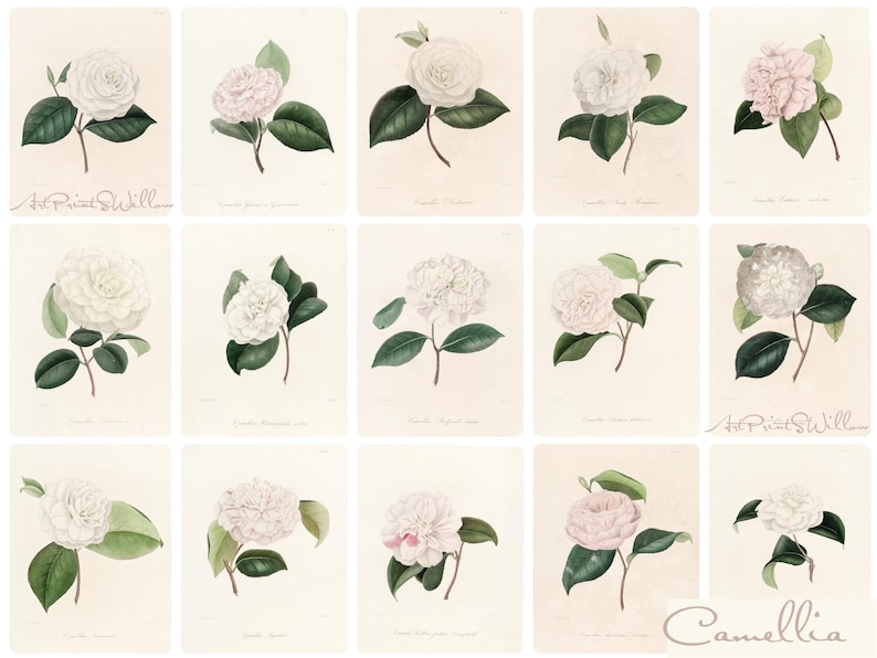 1300 Vintage Botanical Art Prints, MEGA BUNDLE Kitchen Wall Decor Gallery Set, Printable Antique Flower Wall Art, Floral Instant Download, North Prints, Kitchen Shelf Decor, North Prints Shop, French Country Decor, Farmhouse Prints